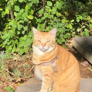 Meet your Posher, Sydney